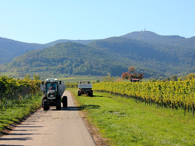 Weinbau in Maikammer